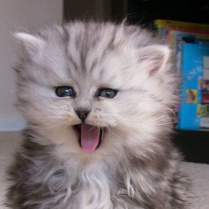 Persian Cats Wiki Fandom