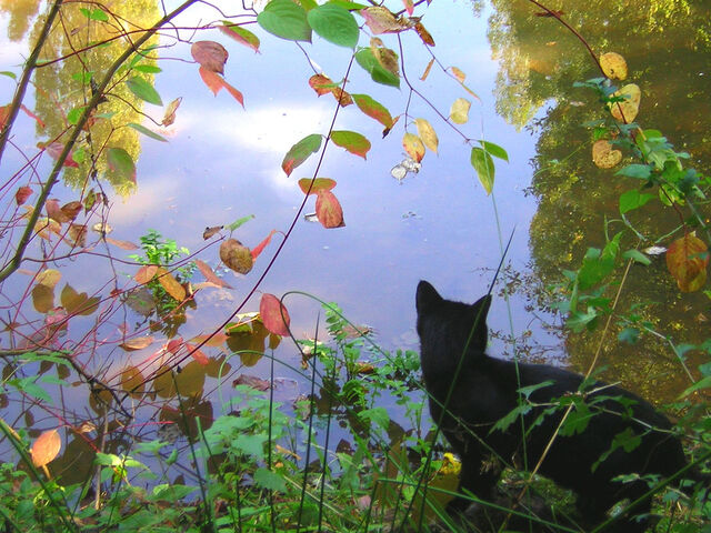 File:Dreaming cat.jpg