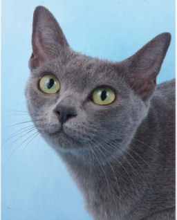Korat