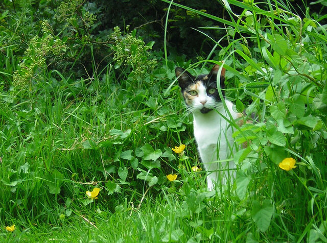 File:Iris in the garden.jpg