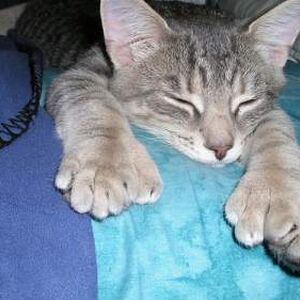 Polydactyl Cat Cats Wiki Fandom