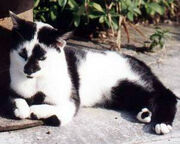 Squitten2