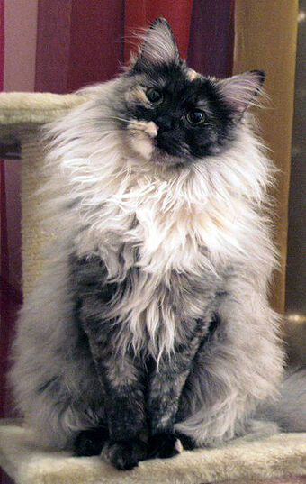Turkish Angora Cats Wiki Fandom