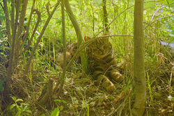 Cat blending in