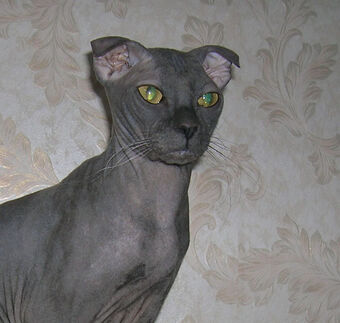 Ukrainian Levkoy Cats Wiki Fandom