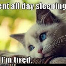 Funny Cat Meme Photos Cats Wiki Fandom