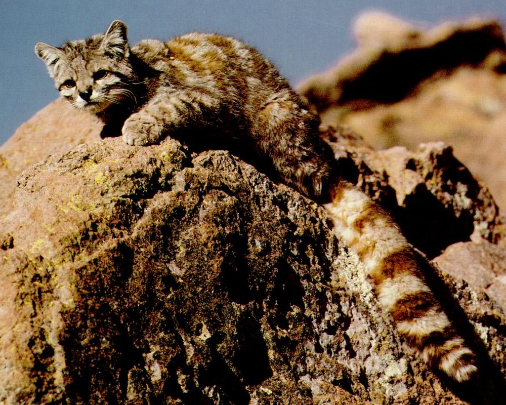 Andean Mountain Cat | Cats Wiki | FANDOM powered by Wikia