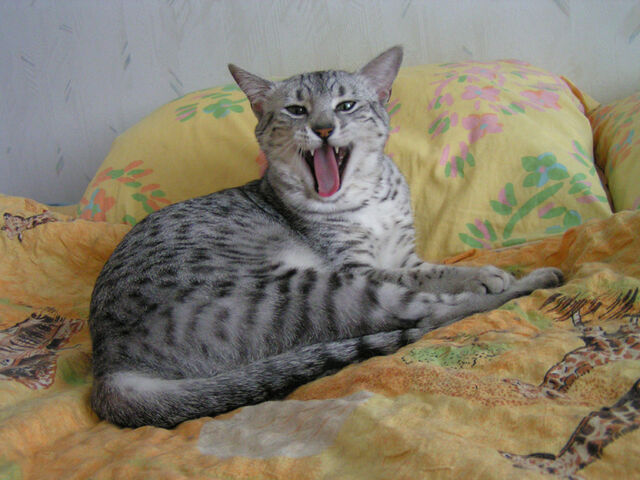 File:PICT0019.jpg