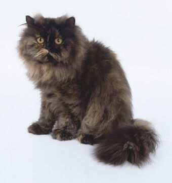 Persian Cats Wiki Fandom