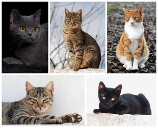 Cat Breed Poster