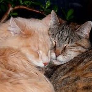 Tabby Cat Cats Wiki Fandom