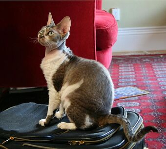 Devon Rex Cats Wiki Fandom