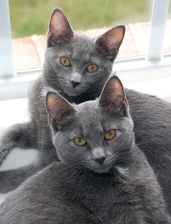 Korat Cats Wiki Fandom
