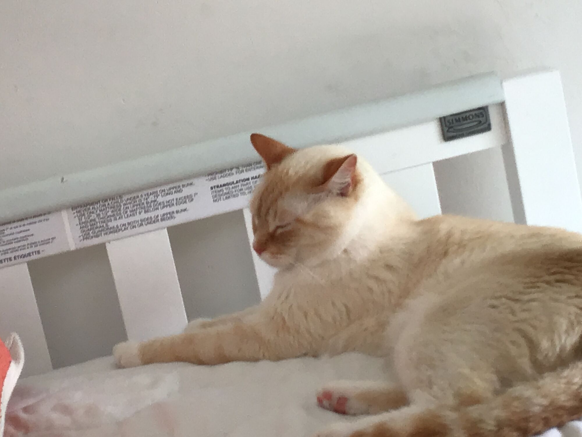 Flame Point Cats Wiki Fandom flame-point-cats-wiki-fandom