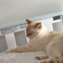 Flame Point Cats Wiki Fandom