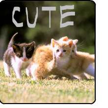 Funny Cat Meme Photos Cats Wiki Fandom