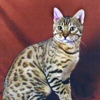 Bengal Cats Wiki Fandom