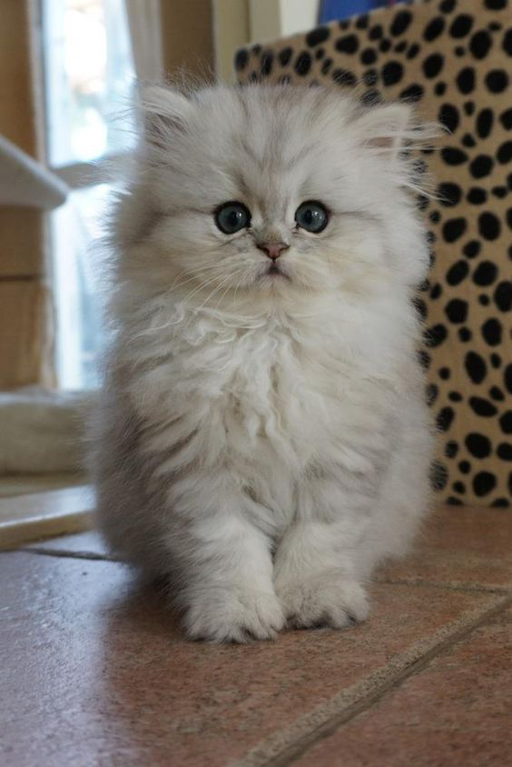 image cute white persian kitten png cats wiki fandom powered