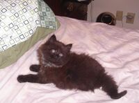 Baby Kittie