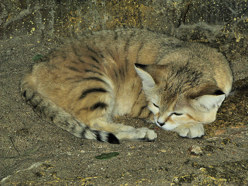 image sand cat at bristol zoo jpg cats wiki fandom powered by