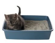 Cat-in-litter-box-723344