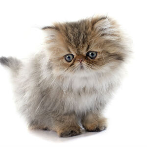 Persian Cats Gallery Cats Wiki Fandom