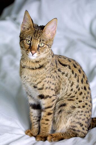 Savannah Cats Wiki Fandom