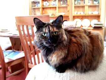 Tortoiseshell Cats Wiki Fandom
