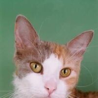 Laperm Cats Wiki Fandom