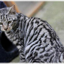 Toyger Cats Gallery Cats Wiki Fandom