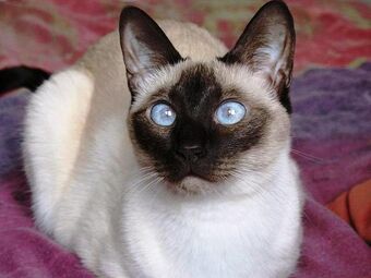 Seal Point Cats Wiki Fandom