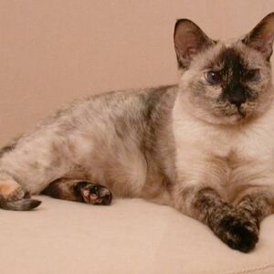 Pointed Cat Cats Wiki Fandom