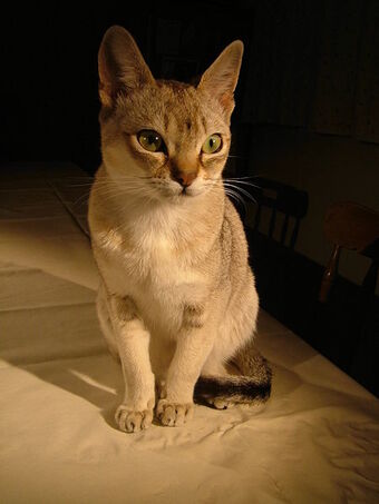 Singapura Cats Wiki Fandom