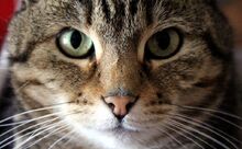 Cat-front