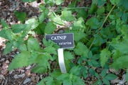 Nepeta cataria-catnip