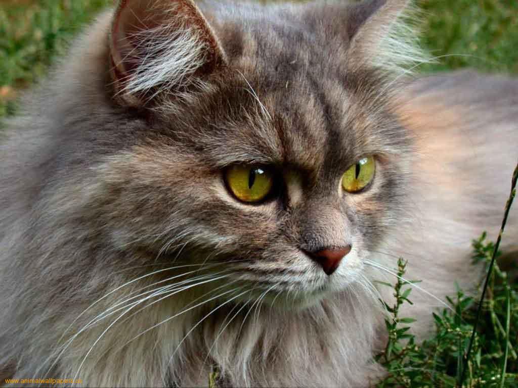 Cat Senses Cats Wiki FANDOM powered by Wikia