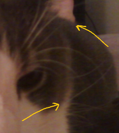 Catwhiskers