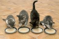 Kits drink