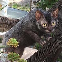 Lykoi Cats Wiki Fandom