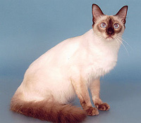 .кошка