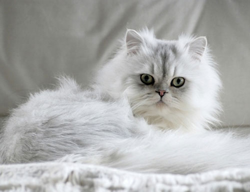 кошка персидская шиншилла фото онлайн