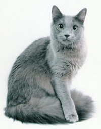 Nibelung2