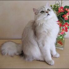 Image-1440488227