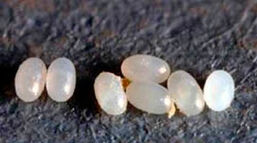 Bloxi-u-koshek-8