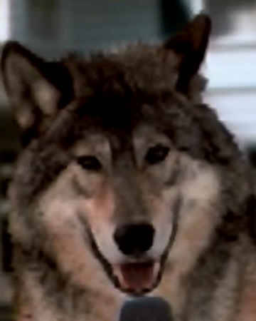 Wolf Blitzer Cats And Dogs Wiki Fandom
