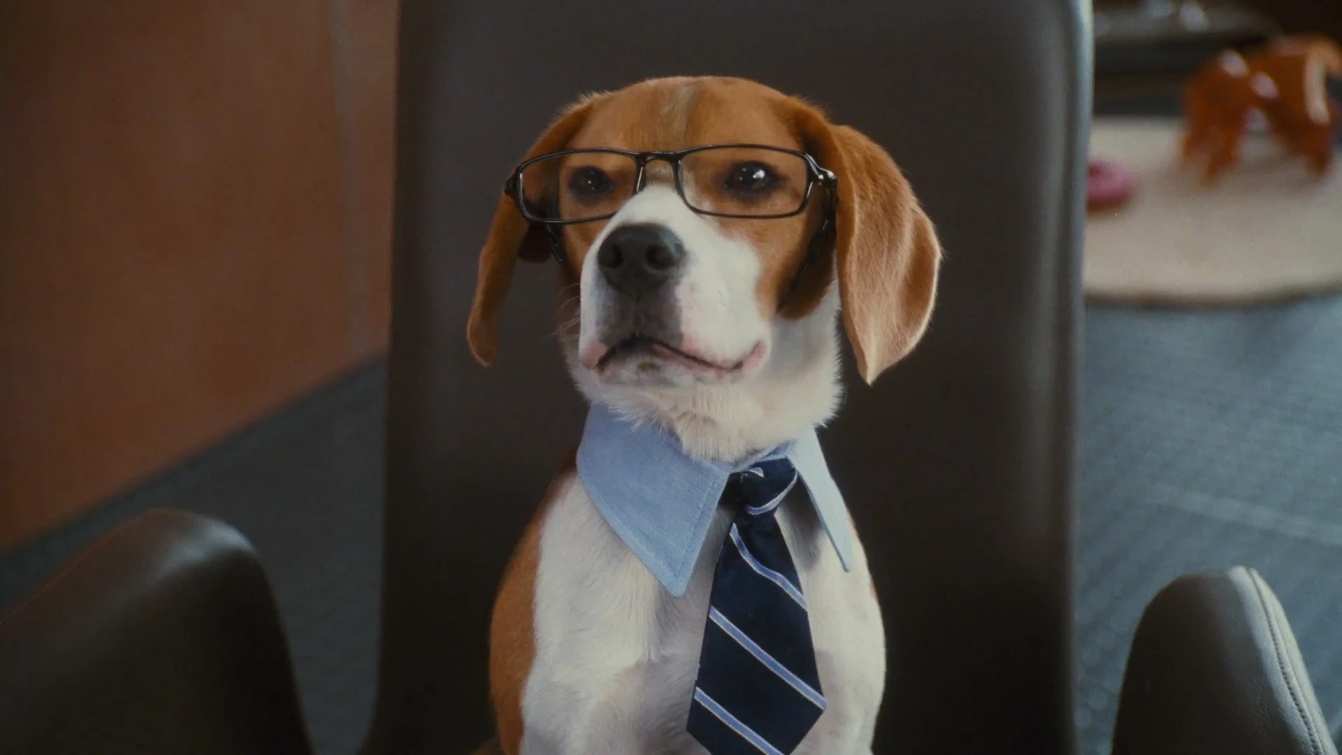 Lou Cats and Dogs Wiki Fandom