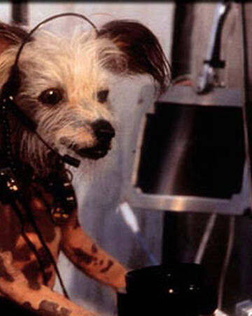 Peek Cats And Dogs Wiki Fandom