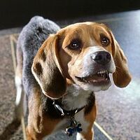 Lou Cats And Dogs Wiki Fandom