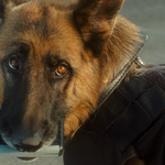 Diggs Cats Dogs Wiki Fandom