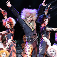 Japan 1983 Gallery 2018 Cats Musical Wiki Fandom